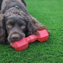 A Pooch's Paradise: The Benefits of Artificial Grass for Dogs